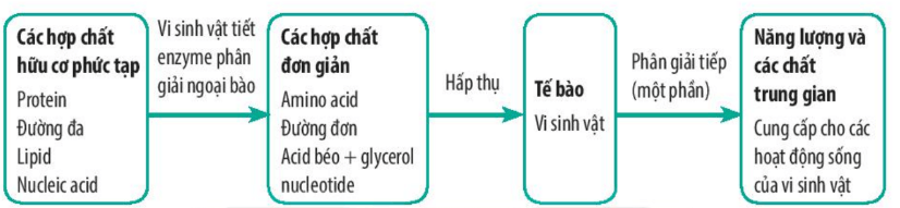 Hình ảnh minh họa SGK Sinh học 10
