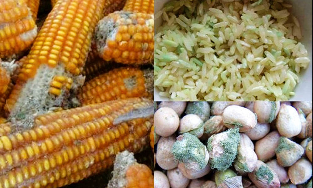 Hình ảnh minh họa SGK Sinh học 10