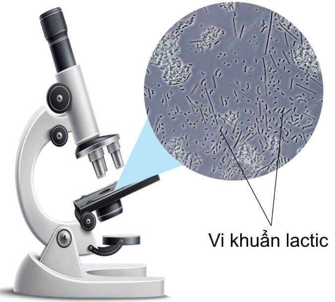 Hình ảnh minh họa SGK Sinh học 10