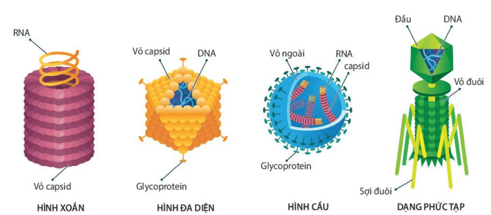 Hình ảnh minh họa SGK Sinh học 10