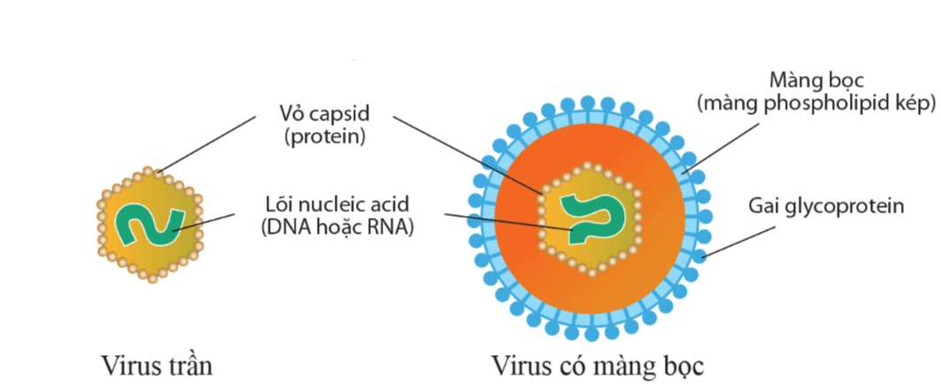 Hình ảnh minh họa SGK Sinh học 10