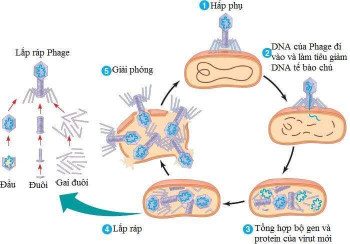 Hình ảnh minh họa SGK Sinh học 10