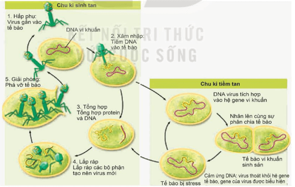 Hình ảnh minh họa SGK Sinh học 10