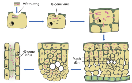 Hình ảnh minh họa SGK Sinh học 10