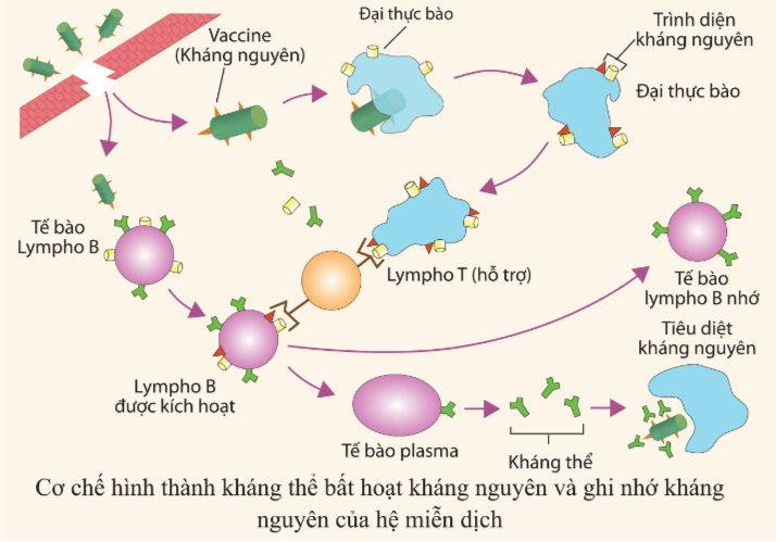 Hình ảnh minh họa SGK Sinh học 10