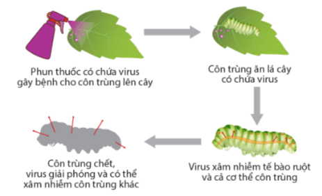 Hình ảnh minh họa SGK Sinh học 10