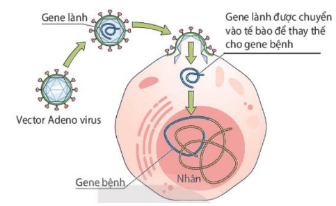 Hình ảnh minh họa SGK Sinh học 10