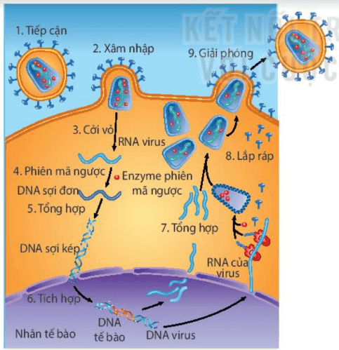 Hình ảnh minh họa SGK Sinh học 10