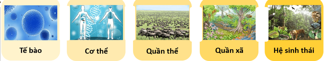 Hình ảnh minh họa SGK Sinh học 10