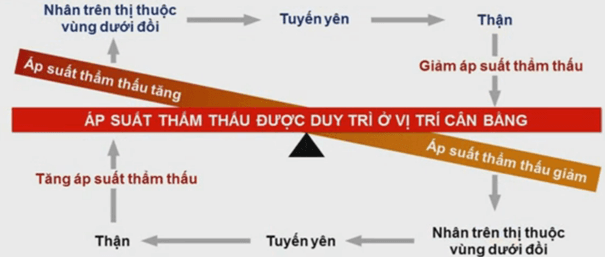 Hình ảnh minh họa SGK Sinh học 10