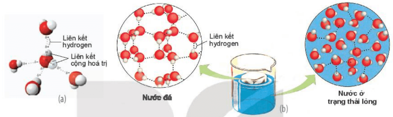 Hình ảnh minh họa SGK Sinh học 10