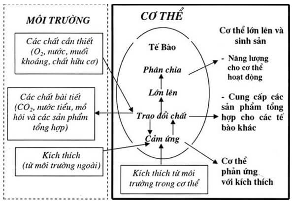 Hình ảnh minh họa SGK Sinh học 10