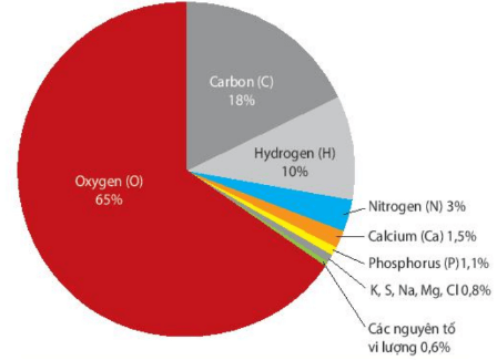 Hình ảnh minh họa SGK Sinh học 10