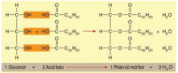 Hình ảnh minh họa SGK Sinh học 10