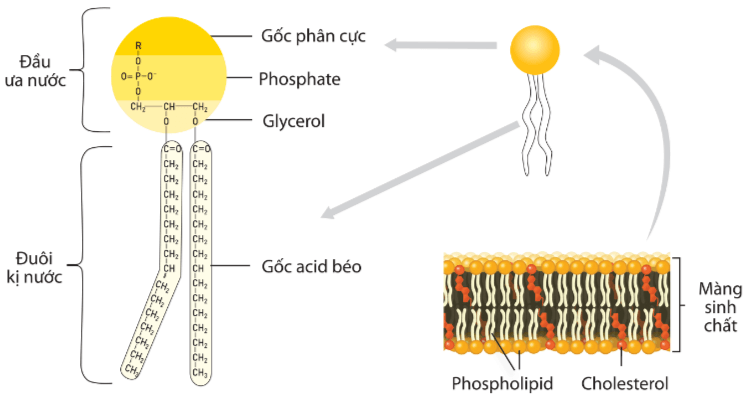 Hình ảnh minh họa SGK Sinh học 10