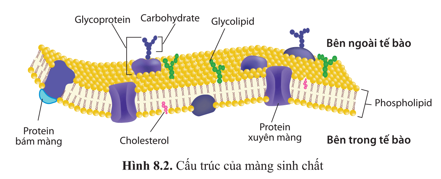 Hình ảnh minh họa SGK Sinh học 10