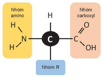 Hình ảnh minh họa SGK Sinh học 10