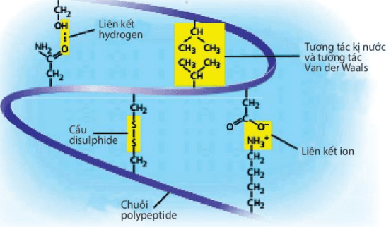 Hình ảnh minh họa SGK Sinh học 10