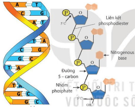 Hình ảnh minh họa SGK Sinh học 10