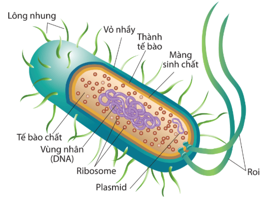 Hình ảnh minh họa SGK Sinh học 10