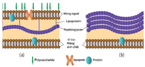 Hình ảnh minh họa SGK Sinh học 10
