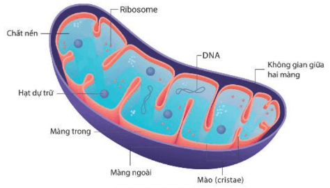 Hình ảnh minh họa SGK Sinh học 10