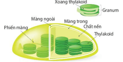 Hình ảnh minh họa SGK Sinh học 10