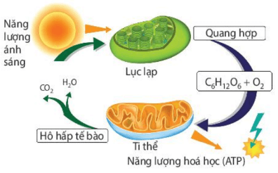 Hình ảnh minh họa SGK Sinh học 10