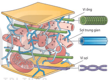 Hình ảnh minh họa SGK Sinh học 10