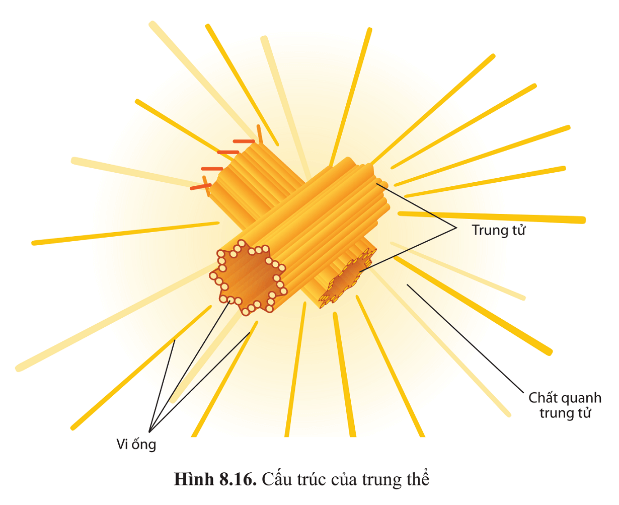 Hình ảnh minh họa SGK Sinh học 10