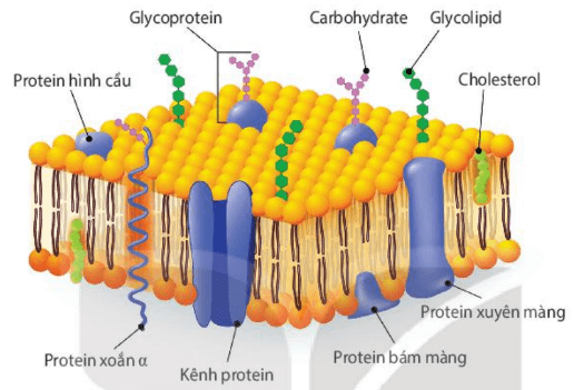Hình ảnh minh họa SGK Sinh học 10