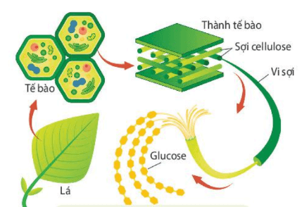 Hình ảnh minh họa SGK Sinh học 10