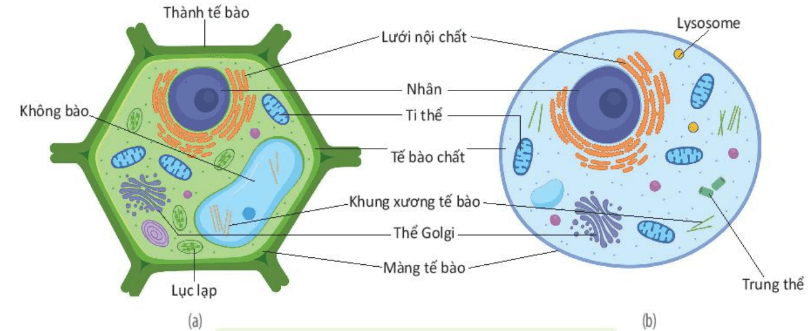Hình ảnh minh họa SGK Sinh học 10