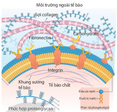Hình ảnh minh họa SGK Sinh học 10