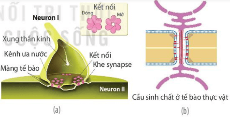 Hình ảnh minh họa SGK Sinh học 10