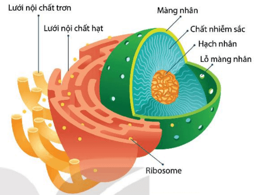 Hình ảnh minh họa SGK Sinh học 10