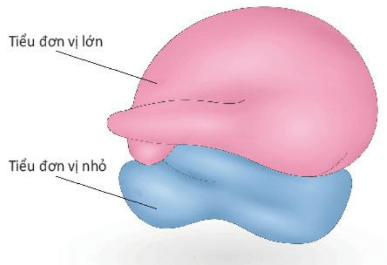 Hình ảnh minh họa SGK Sinh học 10