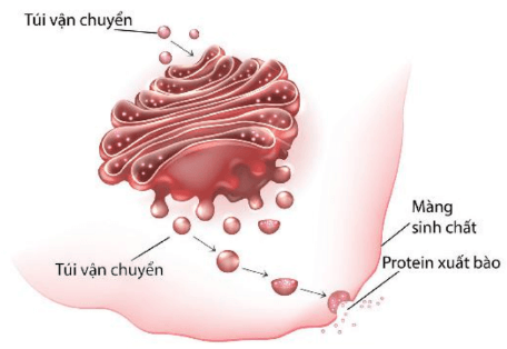 Hình ảnh minh họa SGK Sinh học 10