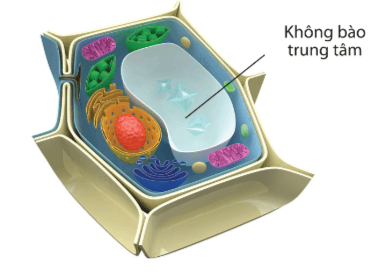 Hình ảnh minh họa SGK Sinh học 10