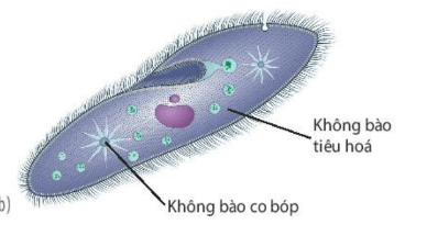 Hình ảnh minh họa SGK Sinh học 10