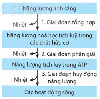Hình ảnh minh họa SGK Sinh học 11