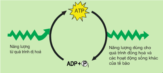 Hình ảnh minh họa SGK Sinh học 11