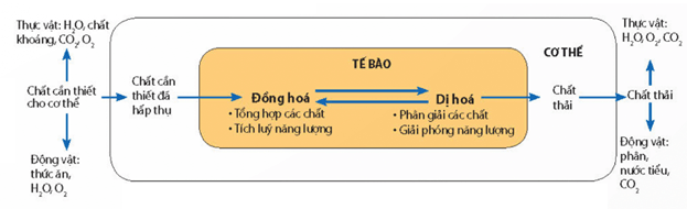 Sự chuyển hóa vật chất và năng lượng của phân tử ATP