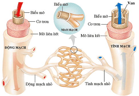 Chu kì hoạt động của tim