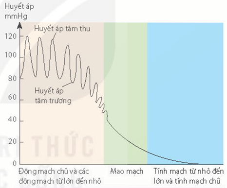 Cấu tạo các loại mạch máu