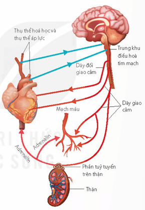 Trao đổi chất giữa máu và tế bào cơ thể