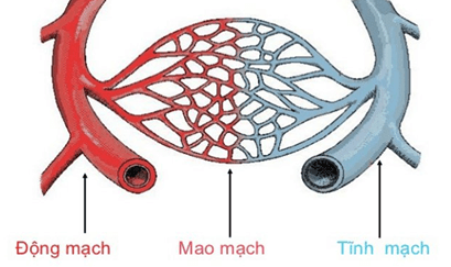 Cấu tạo của hệ tuần hoàn