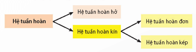 Các loại mạch máu