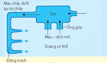Hình ảnh minh họa SGK Sinh học 11