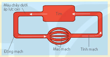 Hệ tuần hoàn hở